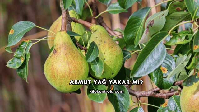 Armut Yağ Yakar mı?