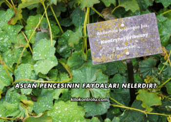 Aslan Pençesinin Faydaları Nelerdir?
