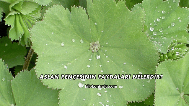 Aslan Pençesinin Faydaları Nelerdir?
