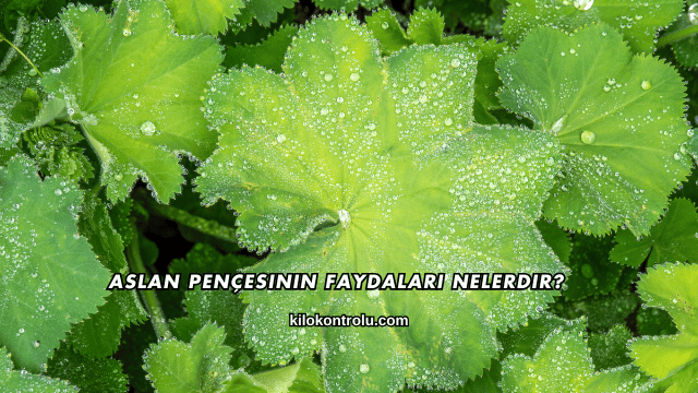 Aslan Pençesinin Faydaları Nelerdir?