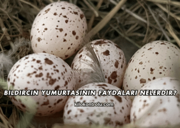 Bıldırcın Yumurtasının Faydaları Nelerdir?