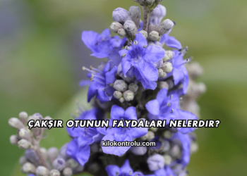 Çakşır Otunun Faydaları Nelerdir?