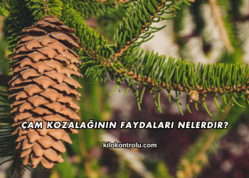Çam Kozalağının Faydaları Nelerdir?