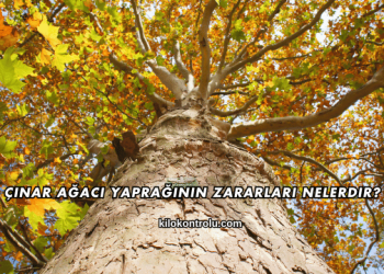Çınar Ağacı Yaprağının Zararları Nelerdir?