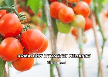 Domatesin Faydaları Nelerdir?