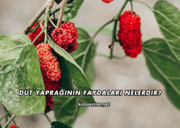 Dut Yaprağının Faydaları Nelerdir?
