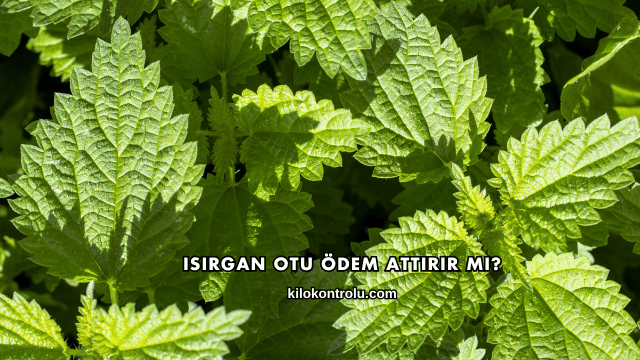 Isırgan Otu Ödem Attırır mı?