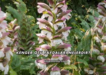Kenger Otu Faydaları Nelerdir?