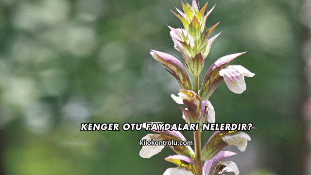 Kenger Otu Faydaları Nelerdir?