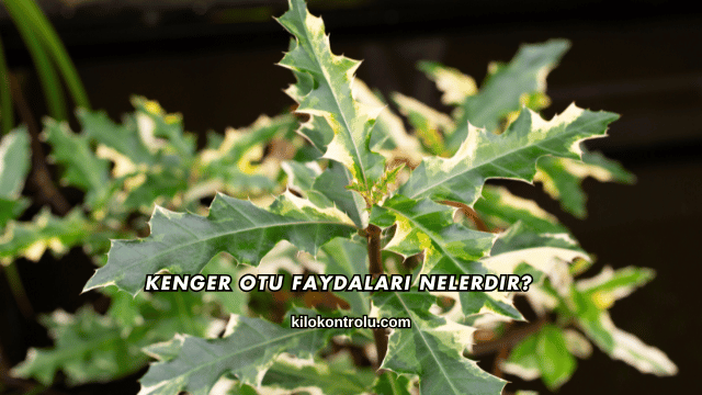 Kenger Otu Faydaları Nelerdir?