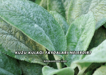 Kuzu Kulağı Faydaları Nelerdir?