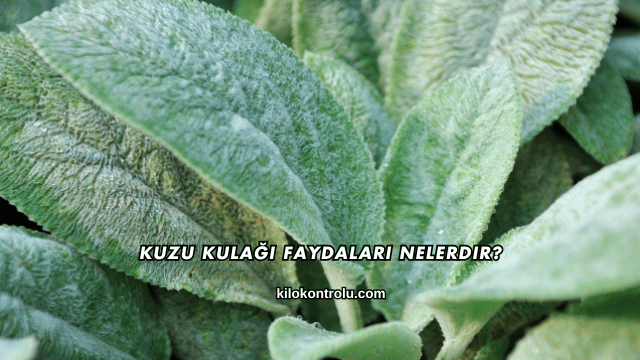 Kuzu Kulağı Faydaları Nelerdir?