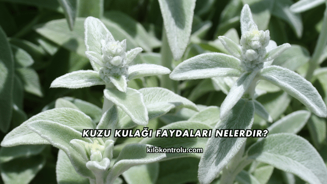 Kuzu Kulağı Faydaları Nelerdir?