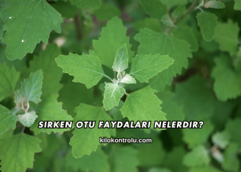 Sirken Otu Faydaları Nelerdir?