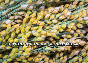 Süpürge Otu Tohumu Kilo Aldırır mı?