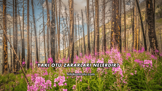 Yakı Otu Zararları Nelerdir?