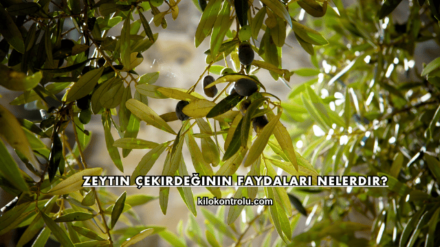 Zeytin Çekirdeğinin Faydaları Nelerdir?