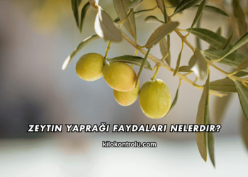 Zeytin Yaprağı Faydaları Nelerdir?