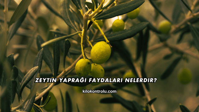 Zeytin Yaprağı Faydaları Nelerdir?